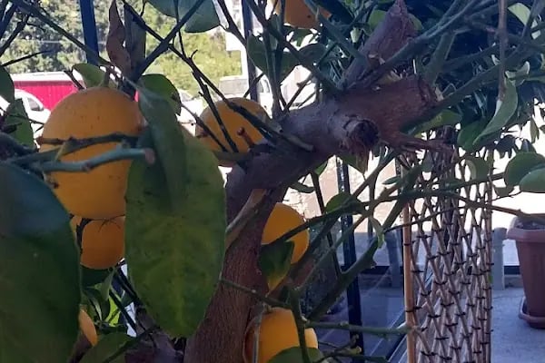 Belediye Evleri Semt Pazarı - Resim 18