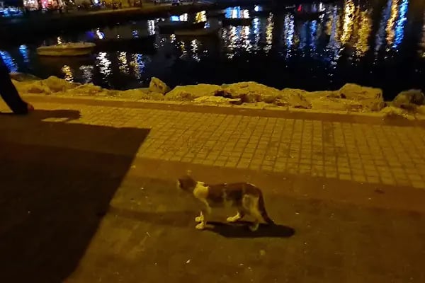 Antepia künefe gemlik - Resim 14