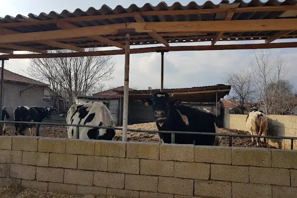 Yolageldi Köyü Köy Kahvehanesi - Resim 7