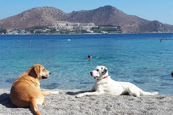 Akçabük Tatil Köyü - Resim 20