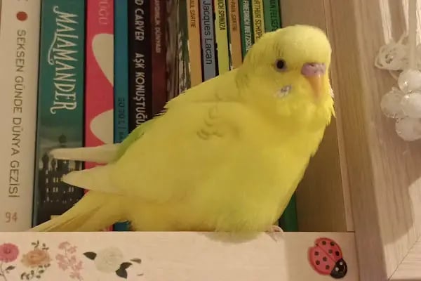 Istanbul Kuş , Egzotik ,Kedi , Köpek Sağlığı Hizmetleri - Resim 10