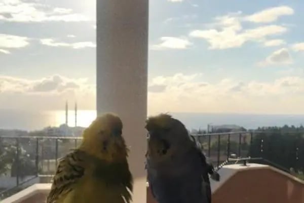 Istanbul Kuş , Egzotik ,Kedi , Köpek Sağlığı Hizmetleri - Resim 6