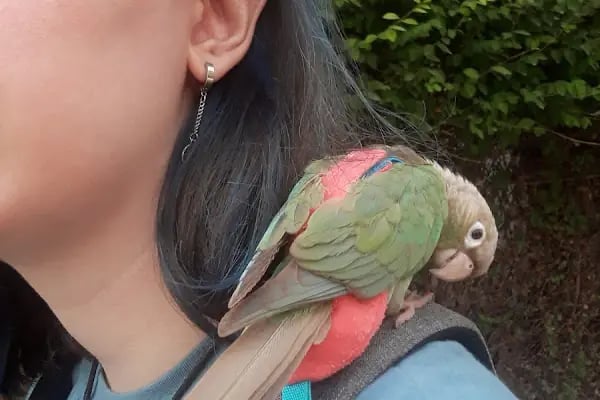 Istanbul Kuş , Egzotik ,Kedi , Köpek Sağlığı Hizmetleri - Resim 8
