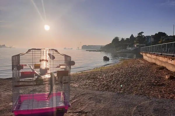 Istanbul Kuş , Egzotik ,Kedi , Köpek Sağlığı Hizmetleri - Resim 7