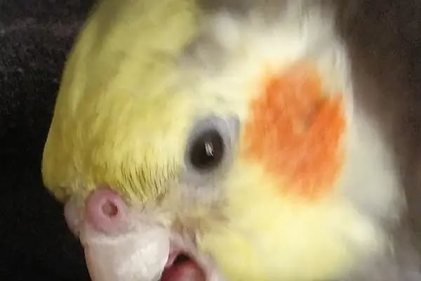 Istanbul Kuş , Egzotik ,Kedi , Köpek Sağlığı Hizmetleri - Resim 9