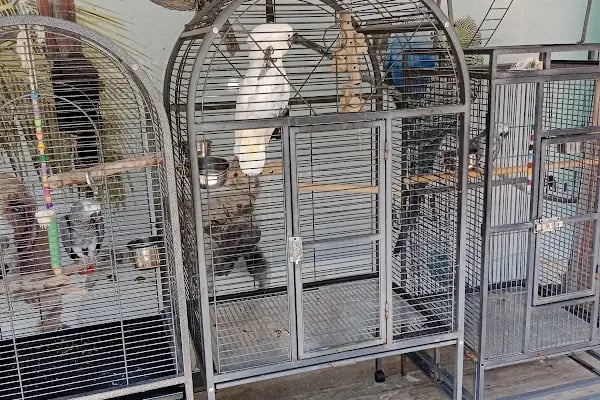 Istanbul Kuş , Egzotik ,Kedi , Köpek Sağlığı Hizmetleri - Resim 3