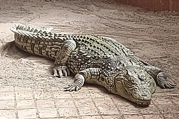 Hayvanat Bahçesi Safari Park - Resim 17