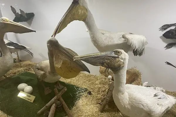 Hayvanat Bahçesi Safari Park - Resim 19