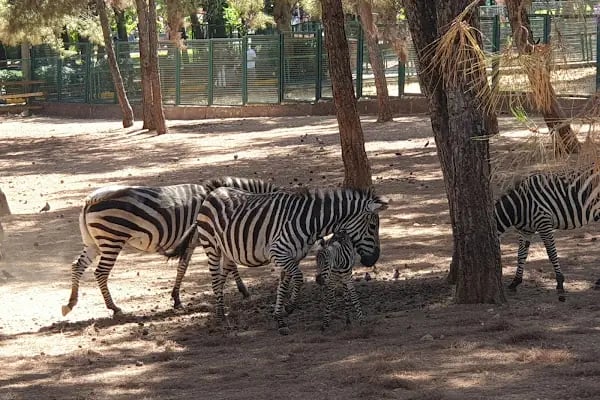 Hayvanat Bahçesi Safari Park - Resim 6