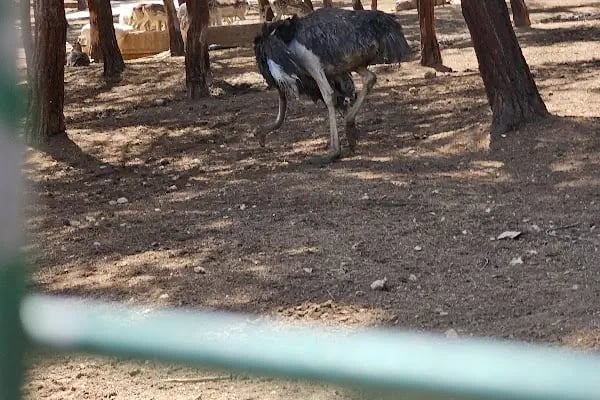 Hayvanat Bahçesi Safari Park - Resim 3