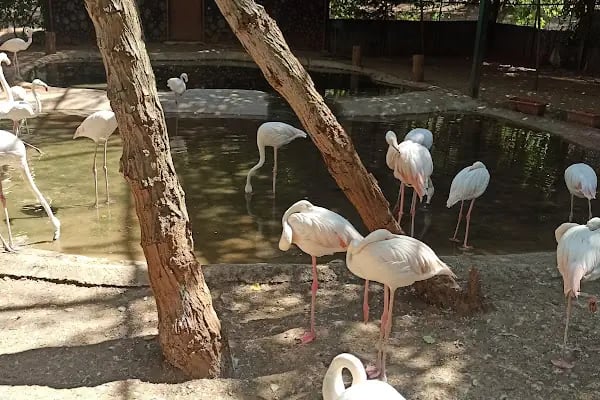 Hayvanat Bahçesi Safari Park - Resim 5