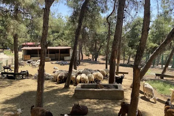 Hayvanat Bahçesi Safari Park - Resim 8