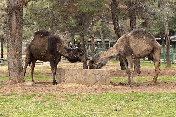 Hayvanat Bahçesi Safari Park - Resim 14
