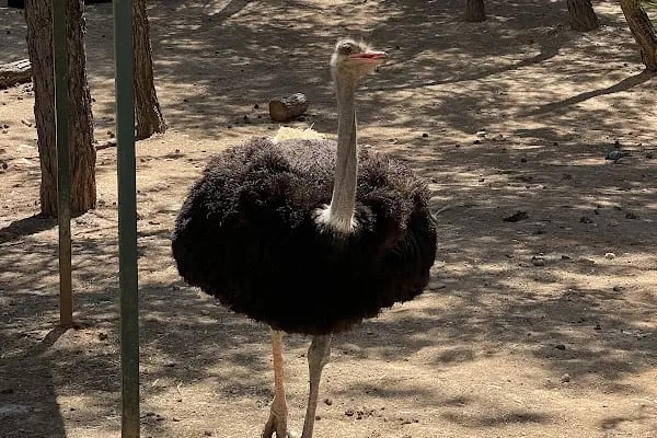 Hayvanat Bahçesi Safari Park - Resim 10