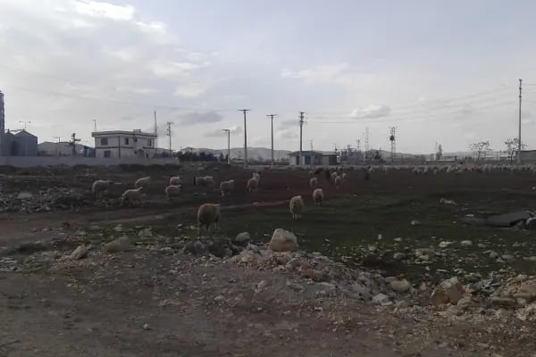 ŞAHAP GIDA - Resim 18