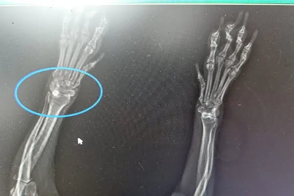 Konak Veteriner Kliniği - Resim 12