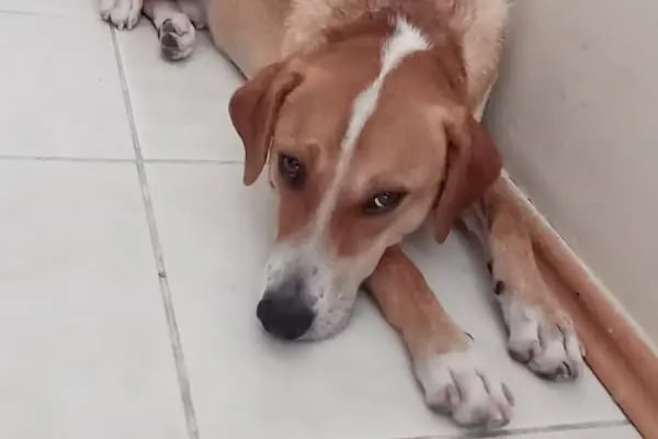 Konak Veteriner Kliniği - Resim 11