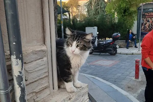 Konak Veteriner Kliniği - Resim 4