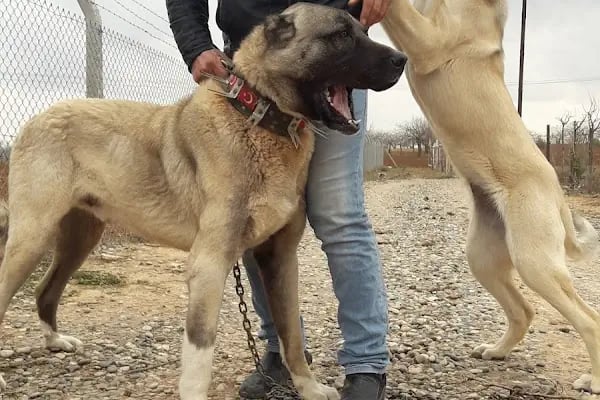 8:30-19:00 Gaziantep Veteriner - Arkadaşım Veteriner Kliniği - Resim 9