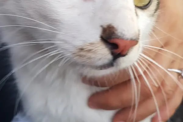 8:30-19:00 Gaziantep Veteriner - Arkadaşım Veteriner Kliniği - Resim 11