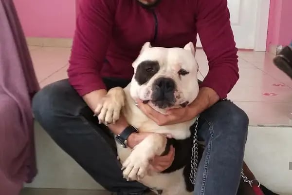 8:30-19:00 Gaziantep Veteriner - Arkadaşım Veteriner Kliniği - Resim 7