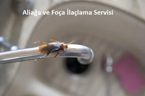 Haşere İlaçlama Servisi Aliağa - Resim 6