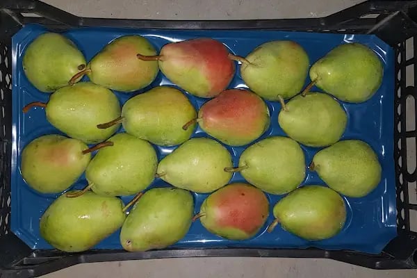 GoldFruit Tarım Sebze Meyve İth. İhr. Ltd. Şti - Resim 9