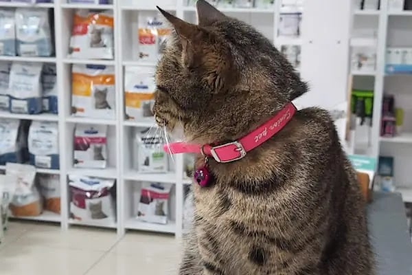 Akhisar Anka Veteriner Kliniği - Pet Kuaför - Resim 9