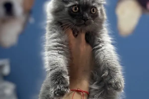 Akhisar Anka Veteriner Kliniği - Pet Kuaför - Resim 7