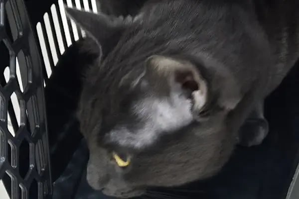Akhisar Anka Veteriner Kliniği - Pet Kuaför - Resim 19