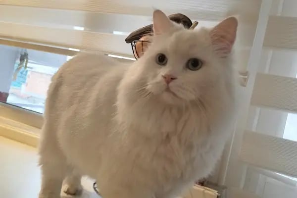 Redocat Veteriner Kliniği - Resim 3
