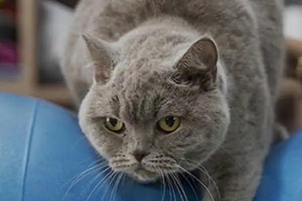 Redocat Veteriner Kliniği - Resim 2