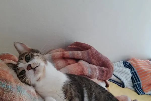 Redocat Veteriner Kliniği - Resim 5