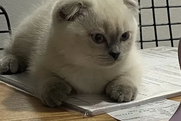 Redocat Veteriner Kliniği - Resim 12