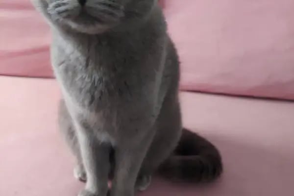 Redocat Veteriner Kliniği - Resim 15