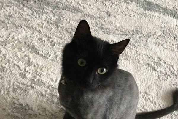 Redocat Veteriner Kliniği - Resim 8