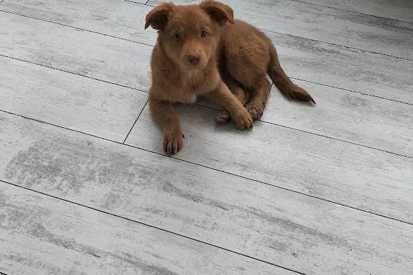 Redocat Veteriner Kliniği - Resim 6