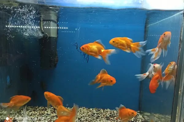 Eymen Pet Shop &amp; Akvaryum - Resim 1