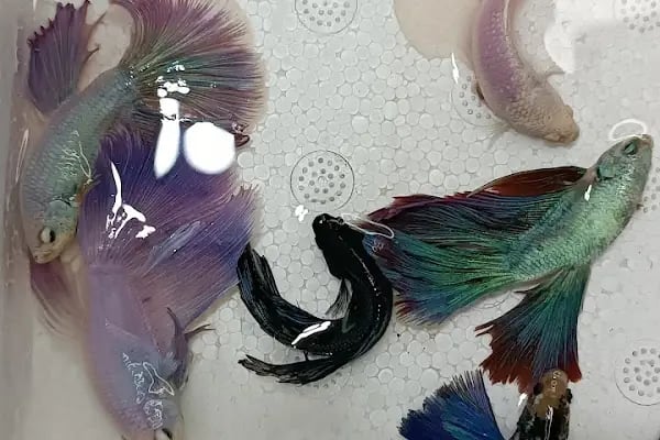 Eymen Pet Shop &amp; Akvaryum - Resim 5