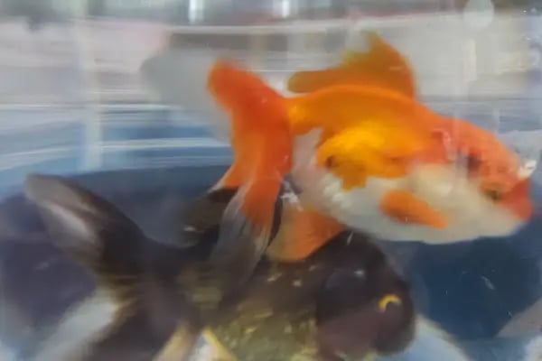 Eymen Pet Shop &amp; Akvaryum - Resim 19