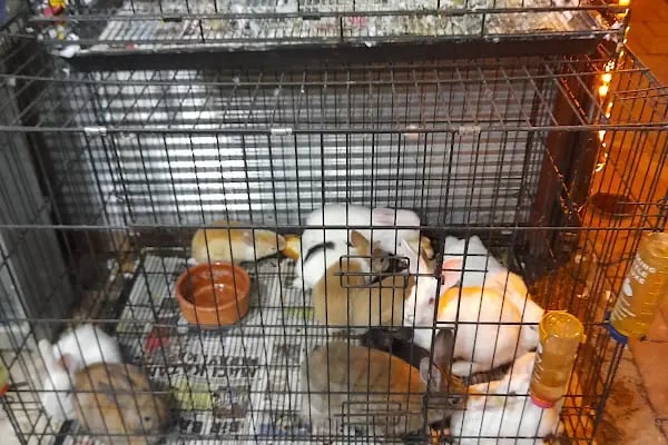 AH-ZOO PETSHOP AKVARYUM - Resim 12