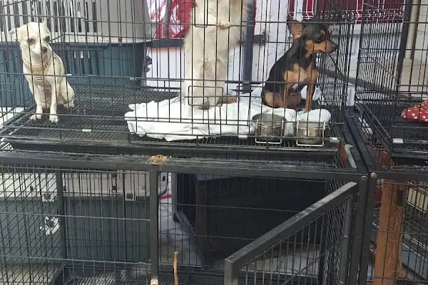 AH-ZOO PETSHOP AKVARYUM - Resim 4