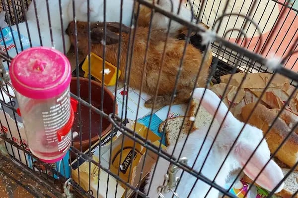 AH-ZOO PETSHOP AKVARYUM - Resim 9