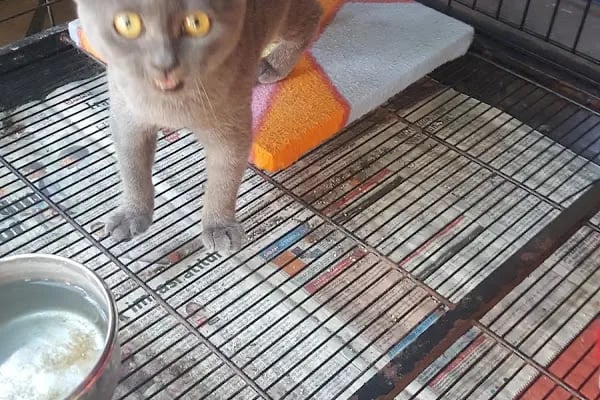 AH-ZOO PETSHOP AKVARYUM - Resim 16
