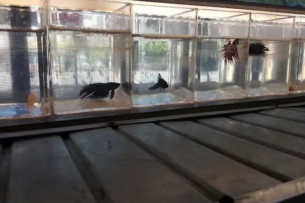 AH-ZOO PETSHOP AKVARYUM - Resim 18