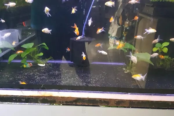 AH-ZOO PETSHOP AKVARYUM - Resim 10