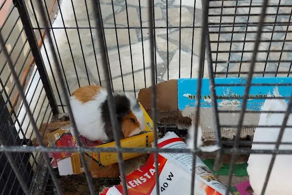 AH-ZOO PETSHOP AKVARYUM - Resim 13