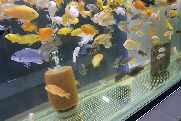 AH-ZOO PETSHOP AKVARYUM - Resim 17