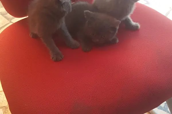 AH-ZOO PETSHOP AKVARYUM - Resim 20