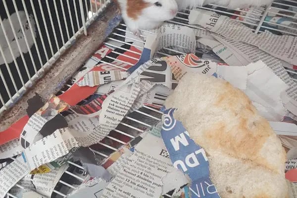 AH-ZOO PETSHOP AKVARYUM - Resim 19